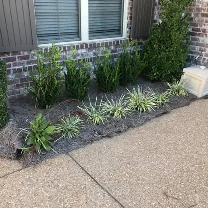 Boxwood and liriope bed installation Oxford MS